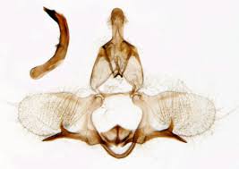 Attēlu rezultāti vaicājumam “Capua vulgana”