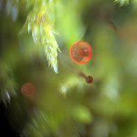 Attēlu rezultāti vaicājumam “Callicladium haldanianum”