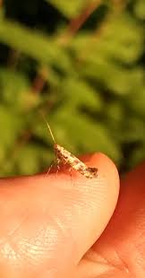Attēlu rezultāti vaicājumam “Gracillaria syringella imago”