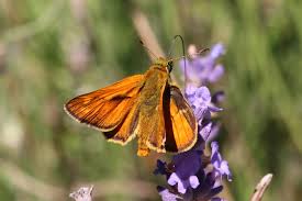 Attēlu rezultāti vaicājumam “Ochlodes sylvanus underside”