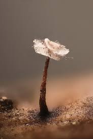 Attēlu rezultāti vaicājumam “Didymium bahiense spores”