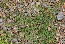 Attēlu rezultāti vaicājumam “Polygonum arenastrum”