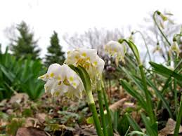 Attēlu rezultāti vaicājumam “Leucojum vernum var. carpathicum”