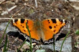 Attēlu rezultāti vaicājumam “Nymphalis xanthomelas larva”