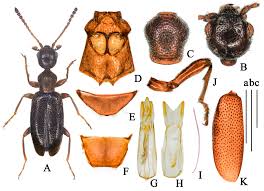 Attēlu rezultāti vaicājumam “Anthicidae”