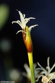 Attēlu rezultāti vaicājumam “Trichophorum cespitosum”