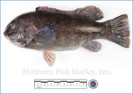 Image result for Tautoga onitis