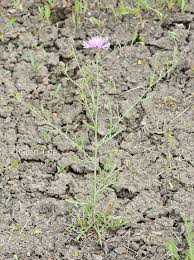 Attēlu rezultāti vaicājumam “Centaurea stoebe bud”