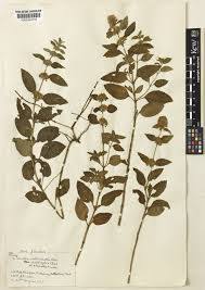 Attēlu rezultāti vaicājumam “Mentha x verticillata leaf”