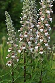 Image result for Digitalis lanata
