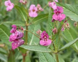 Image result for Impatiens glandulifera
