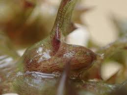 Attēlu rezultāti vaicājumam “Najas marina leaf”