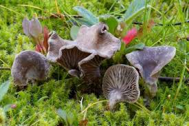 Attēlu rezultāti vaicājumam “Arrhenia spatulata”