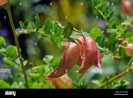 Image result for Colutea x media (arborescens x orientalis)