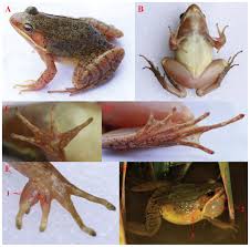 Attēlu rezultāti vaicājumam “Ranidae”