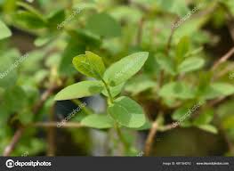 Attēlu rezultāti vaicājumam “Lonicera caerulea var. pallasii leaf”