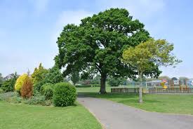 Image result for Bideford Victoria Park Bowling Club