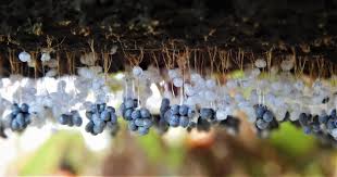 Attēlu rezultāti vaicājumam “Badhamiopsis ainoae sessile”