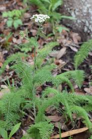 Attēlu rezultāti vaicājumam “Achillea millefolium bud”