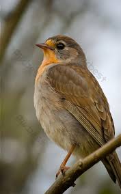 Attēlu rezultāti vaicājumam “Chloris chloris female”