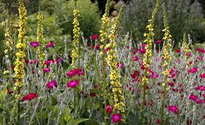 Attēlu rezultāti vaicājumam “Verbascum nigrum flower”