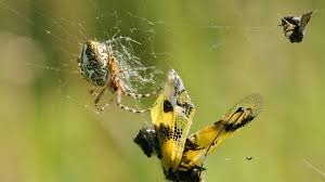 Attēlu rezultāti vaicājumam “Aculepeira ceropegia”