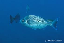 Image result for Spondyliosoma cantharus