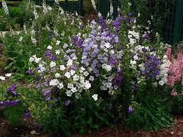 Image result for Campanula medium