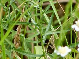 Attēlu rezultāti vaicājumam “Achillea ptarmica leaf”