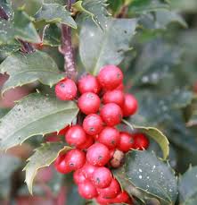 Attēlu rezultāti vaicājumam “Ilex x meserveae”