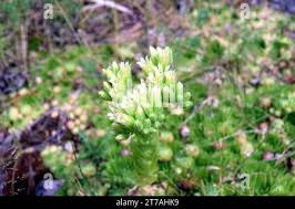 Attēlu rezultāti vaicājumam “Jovibarba globifera bud”