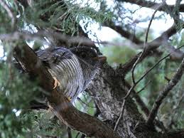 Attēlu rezultāti vaicājumam “Cuculus canorus juvenile”