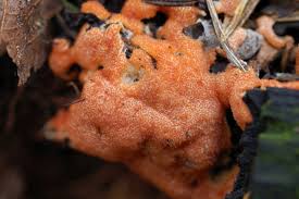 Attēlu rezultāti vaicājumam “Hypomyces armeniacus”