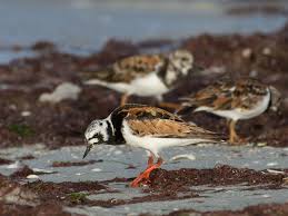 Attēlu rezultāti vaicājumam “Arenaria interpres adult”