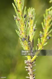 Attēlu rezultāti vaicājumam “Neodiprion sertifer”