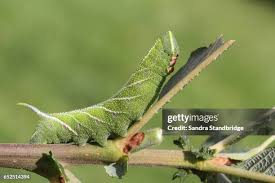 Attēlu rezultāti vaicājumam “Smerinthus ocellata”