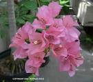 on the <b>Nyctaginaceae</b>