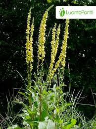 Image result for Verbascum nigrum