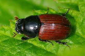 Attēlu rezultāti vaicājumam “Aphodius sp.”