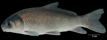 Image result for Ictiobus niger