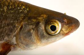 Image result for Chondrostoma nasus