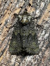 Attēlu rezultāti vaicājumam “Craniophora ligustri larva”