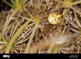 Attēlu rezultāti vaicājumam “Araneus quadratus female”