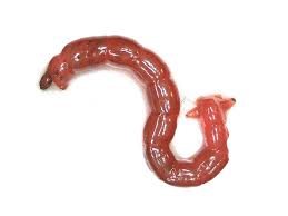 Attēlu rezultāti vaicājumam “Chironomidae larva”