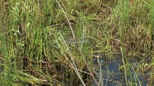 Attēlu rezultāti vaicājumam “Libellula quadrimaculata larva”