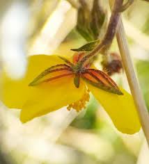 Attēlu rezultāti vaicājumam “Helianthemum nummularium fruit”