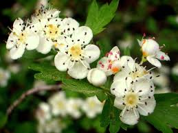 Attēlu rezultāti vaicājumam “Crataegus monogyna”