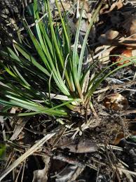 Attēlu rezultāti vaicājumam “Carex ericetorum”