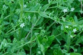 Attēlu rezultāti vaicājumam “Stellaria alsine”