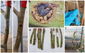 Attēlu rezultāti vaicājumam “Biscogniauxia granmoi”